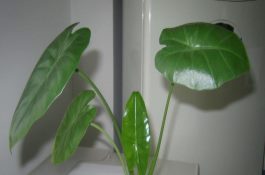 雏鸡常见病大肠杆菌病
