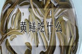 鸡舍人工光照设备的安装和使用