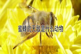 冬春季如何做好雏鸡保温的工作