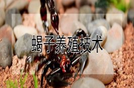 茶薪菇的科学栽培技术