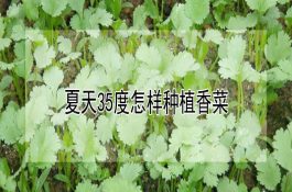 夏天35度怎样种植香菜（详解）