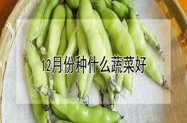 肉鸡腹水症及其防治
