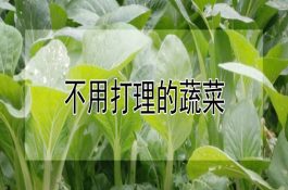 肉鸡疾病防治中正确使用止泻药物