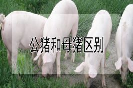 鸡肌胃糜烂症的防治