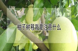 试用催产素治疗奶牛持久黄体性不孕症
