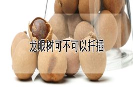 阳光对雏鸡生长发育的影响