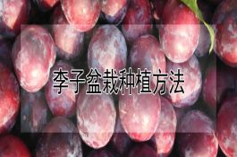 李子盆栽种植方法（详解）