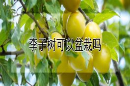 李子树可以盆栽吗