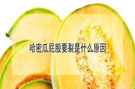 牛角椒--农大绿华23