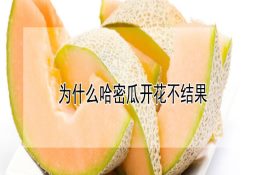 牛球虫病怎么防治