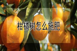 大山野猪简介