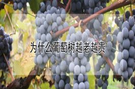 峨眉黑鸡