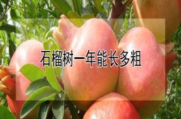 中华地羊养殖技术