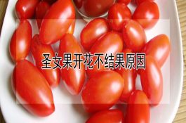我国黄牛主要品种――延边牛