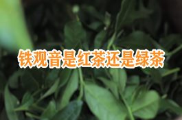 铁观音是红茶还是绿茶 铁观音是红茶还是绿茶