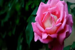 奶牛真胃移位预防