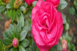 四大家鱼人工繁殖高产技巧