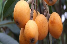 猪副产品的加工利用