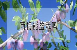 西梅能盆栽吗