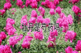 牡丹是芍药吗 牡丹是芍药吗