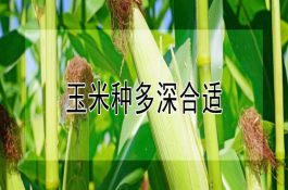 有什么办法能治桃树腐烂病