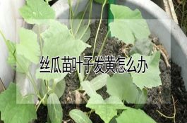 温度对养肉鸡的影响