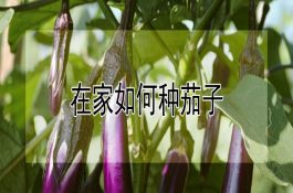 鱼种越冬死亡的原因及对策