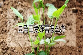 鸡场免疫程序的确定