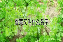 集约化养鸡场的卫生防疫措施