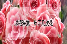 浅谈提高小尾寒羊繁殖率的措施