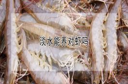 淡水能养对虾吗 淡水能养对虾吗