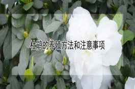 鱼种生产技术