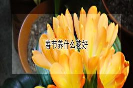 鸡IBD与球虫病混合感染