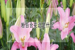 粉百合花语是什么 粉百合花语是什么