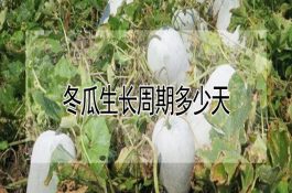 肉鸡夏季饲养技术要点