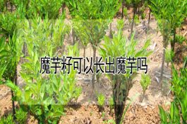 魔芋籽可以长出魔芋吗 魔芋籽可以长出魔芋吗