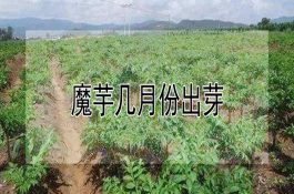 魔芋几月份出芽？五月份到六月