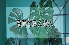 龟背竹怎么浇水
