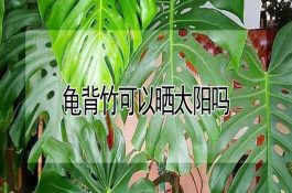 鸡的强制换羽的经济效益分析