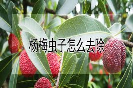 鸡病防治-传染性法氏囊病(上)