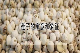 巧用人工授精使养鸭增效