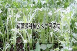 秋季金鱼养殖技术要点