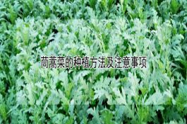 怎样使四奶头母山羊一胎多羔