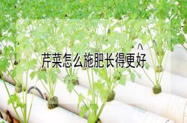 芹菜怎么施肥长得更好 芹菜怎么施肥长得更好