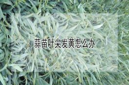 种公鸡不产蛋（如果吃蛋种鸡饲料会不会钙中毒）