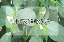 牛胃肠炎的中药治疗