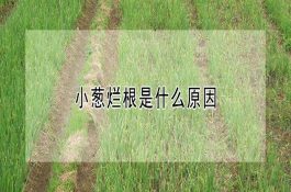 自制发酵初乳喂犊牛