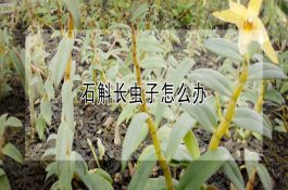 石斛长虫子怎么办