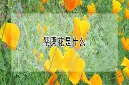 初冬谨防鸭“倒蛋”