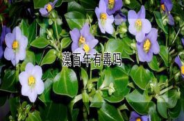 珍禽白鹜鸭